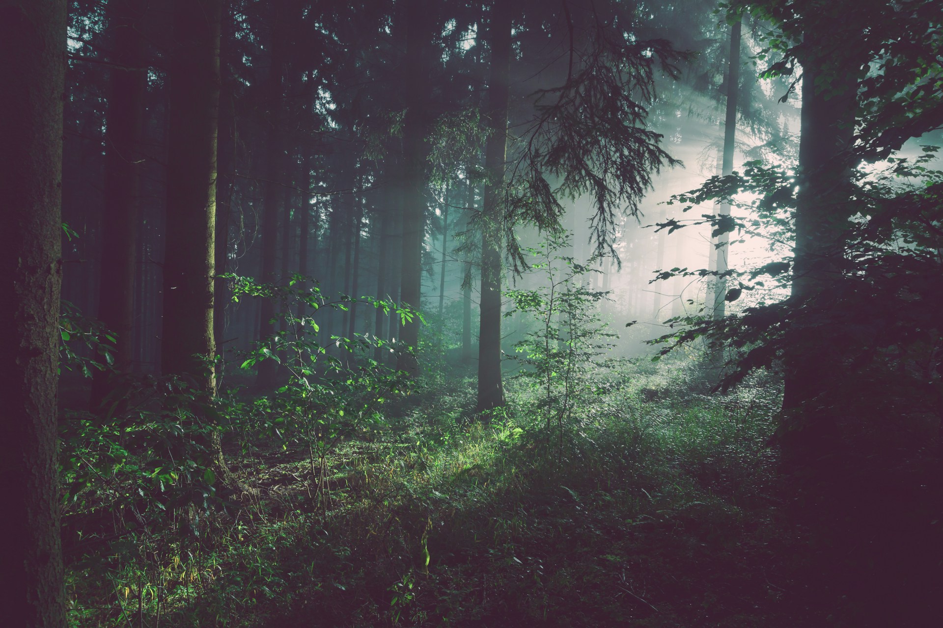Old-growth forest at dawn, mist rising between towering Douglas firs